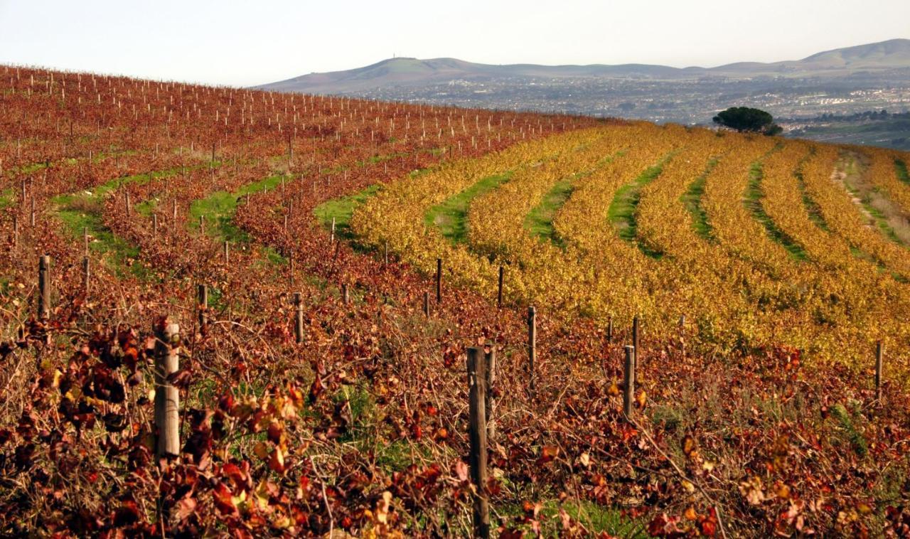 Mooiplaas Wine Estate Διαμέρισμα Στέλενμπος Εξωτερικό φωτογραφία